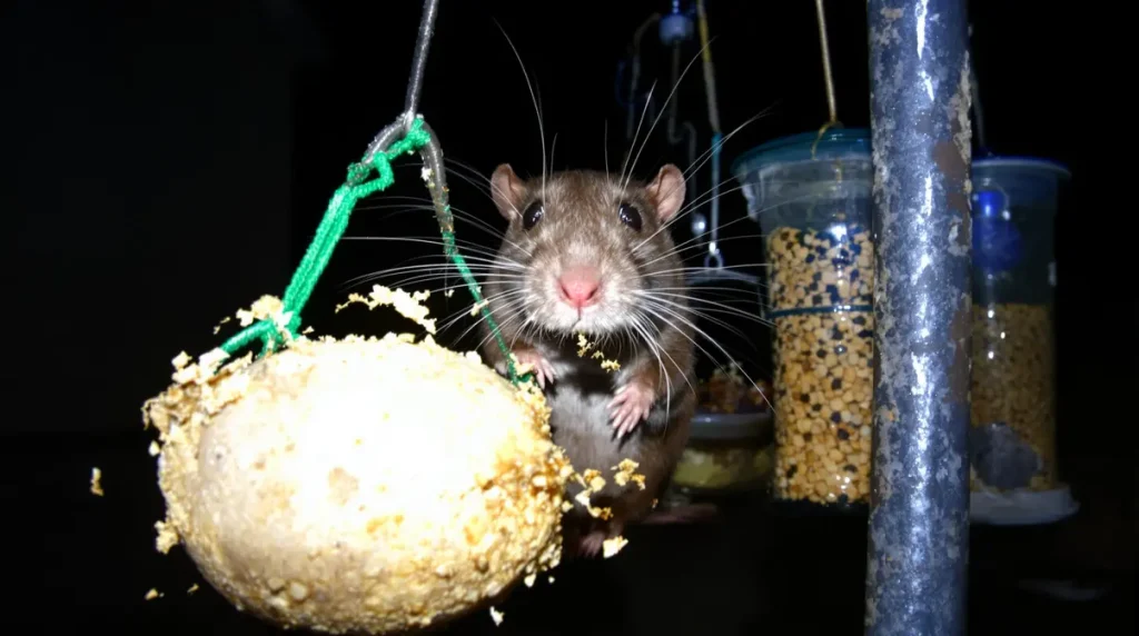 Votre mangeoire nourrit peut-être les mauvais animaux : attention à ces graines que les rats volent aux oiseaux