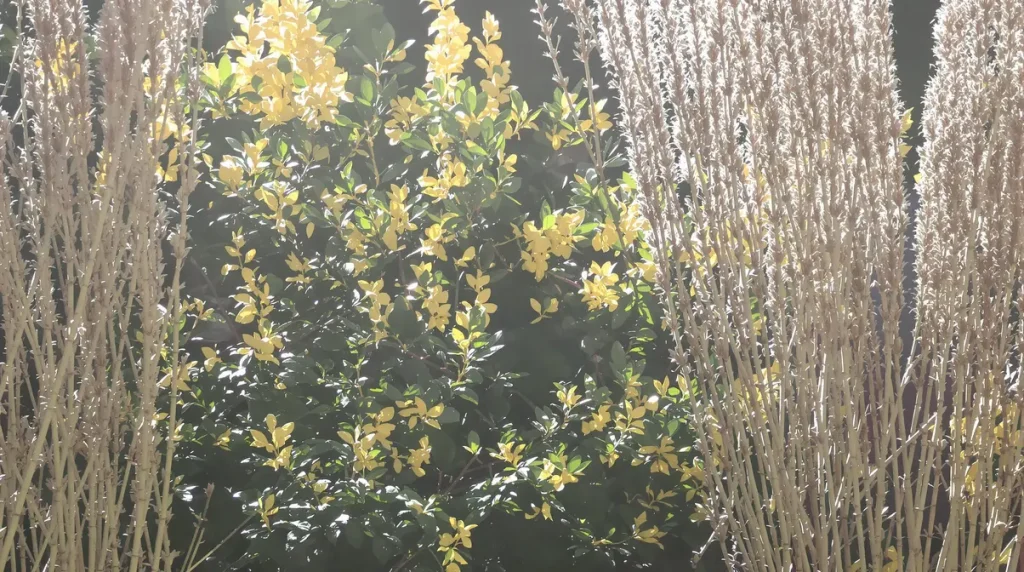 Vous nourrissez les oiseaux en hiver ? Ces 3 plantes faciles à planter au jardin avant le printemps font toute la différence